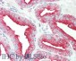 Anti-TMBIM1 (RABBIT) Antibody